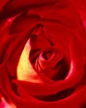 pic for Fragrant Red Rose